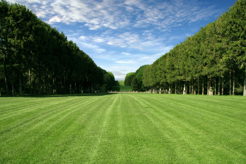 New Lawn Sod Installation